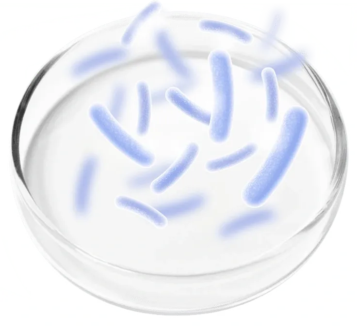 Illustration of rod-shaped probiotic bacteria in a glass dish
